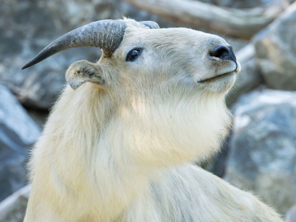 Seltene Goldtakine neu im Tiergarten Schönbrunn