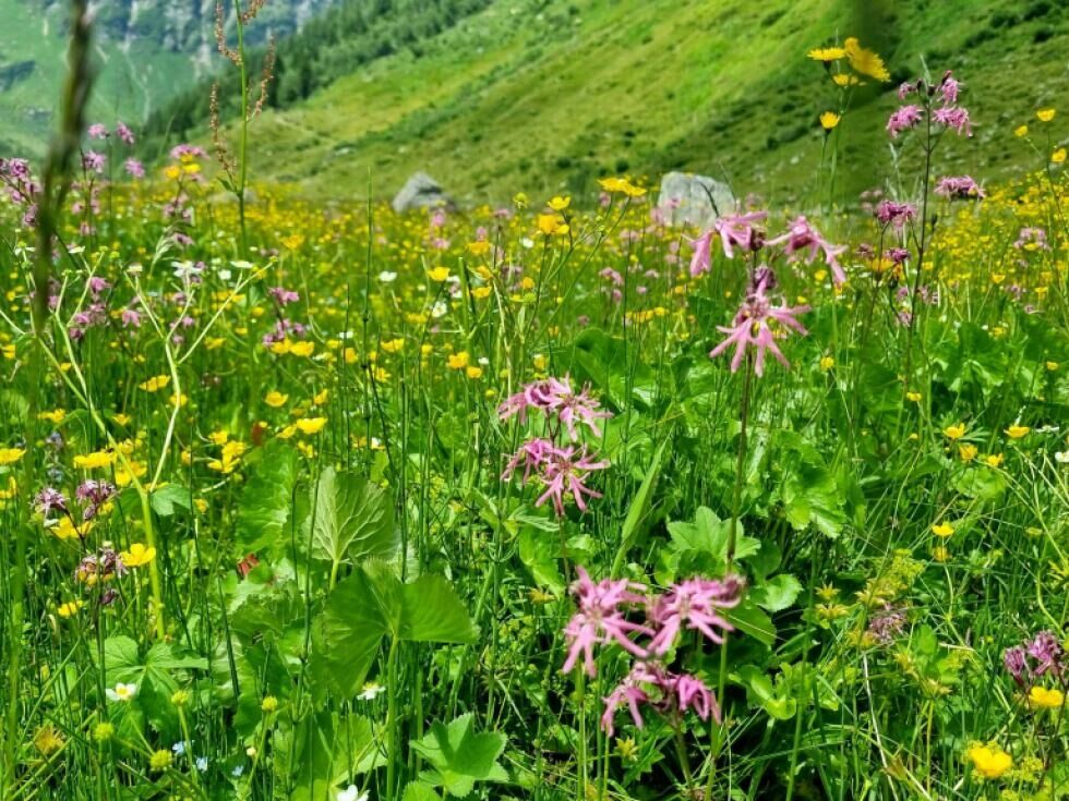 Seltene Höhlenschrecke im Nationalpark Hohe Tauern