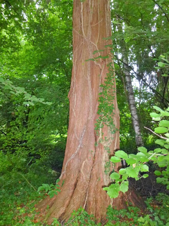 seltsamer Stamm-Baum
