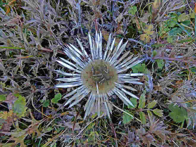 "Silberdistel" - silberne Herbstblume