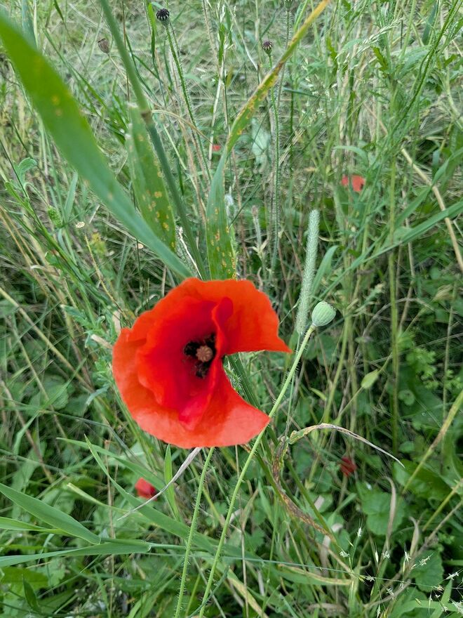 . . . leuchtete am Juliabend . . .