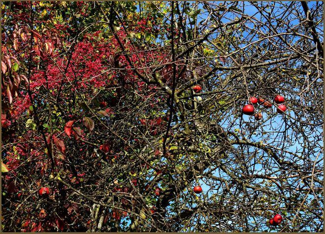 .... spätherbstliches Dickicht beim uralten Apfelbaum
