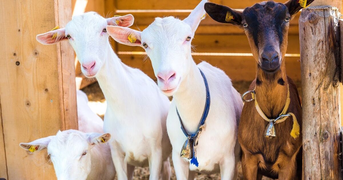 Spezialität Ziegenmilch SN.at