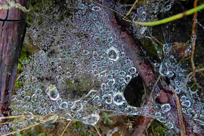 Spinnennetz mit Tau- bzw. Regentropfen