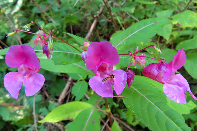 Drüsiges Springkraut mit Insektenbesuch