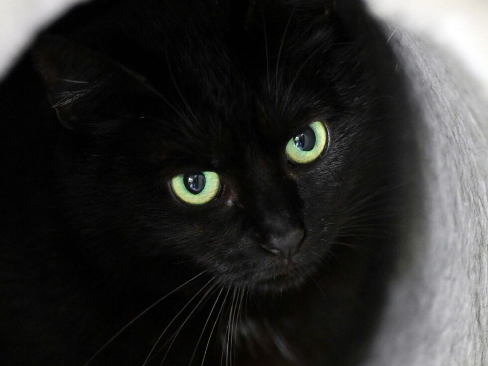 Stadt verbietet rund um Halloween Adoption schwarzer Katzen