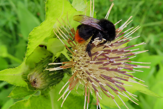 Steinhummel auf Kratzdistel