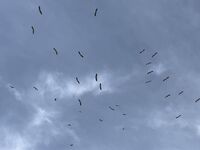 Storchen-Alarm: Ab in den Süden