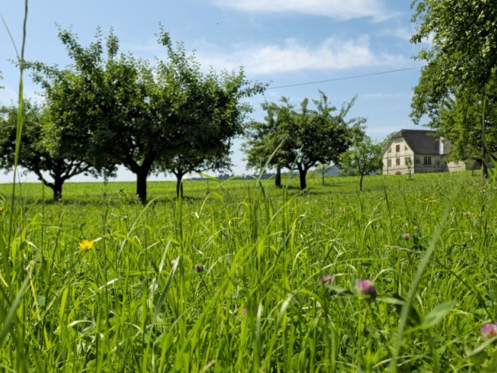 Streuobstwiesen sollen in Kärnten nicht verblühen