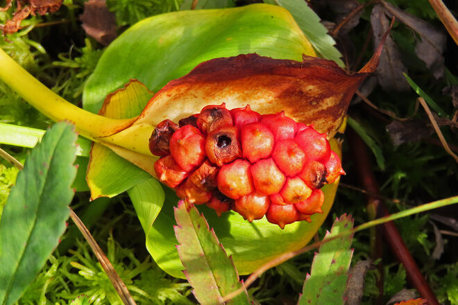 Sumpfcalla bzw. Drachenwurz