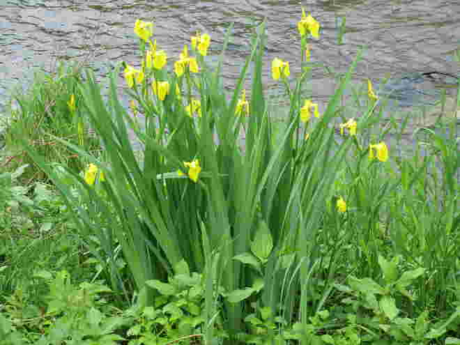 Wunderschöne Sumpf-Schwertlilie