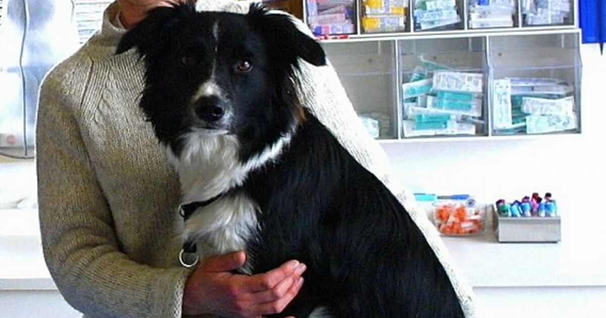 Therapiehunde haben keinen Stress - oder doch? | SN.at