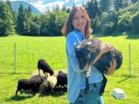 Heilsame Nähe auf vier Hufen: In Abtenau werden Zwergschafe zu Therapieschafen trainiert