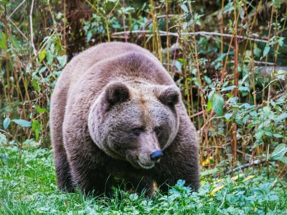 Tierschützer-Kritik nach Verlegung von italienischer Bärin
