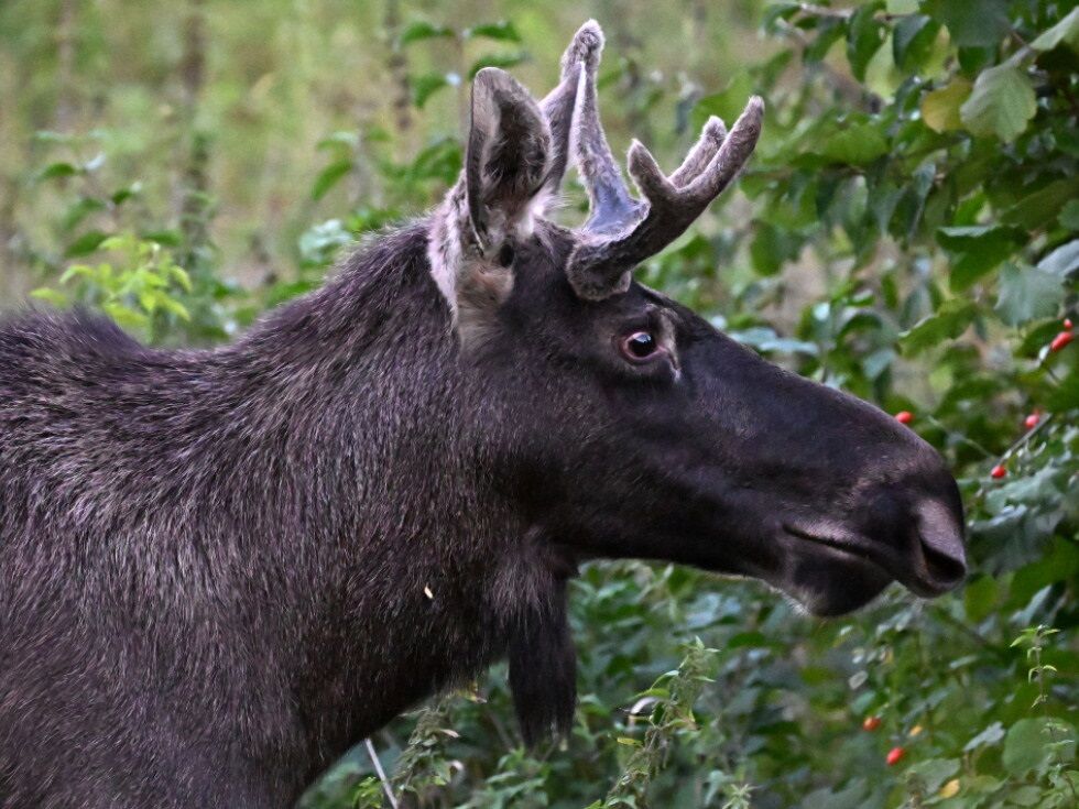 Tierschutz Austria svari pred "elkovskim turizmom" zaradi hypea okoli losa Emila