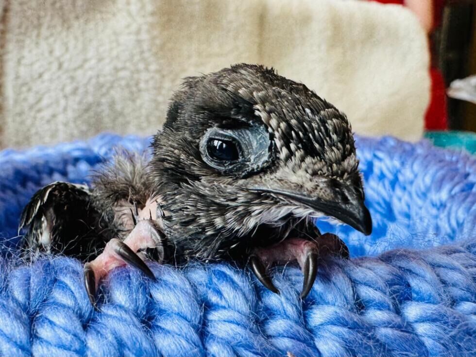 Tierschutzhaus in Vösendorf versorgt 24 Mauersegler-Babys