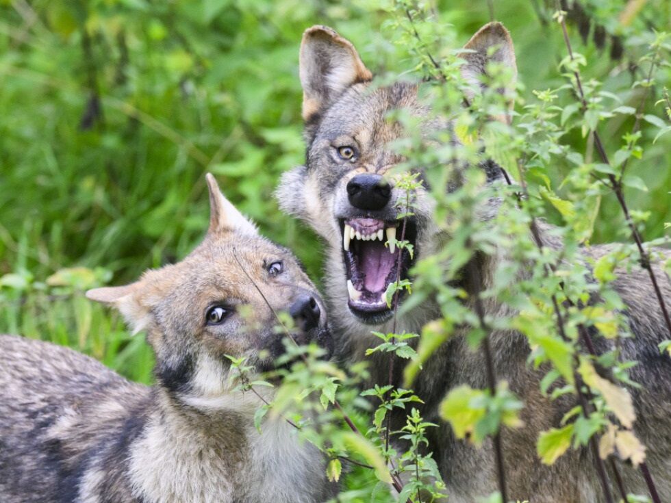 Tiroler ÖVP betont nach Studie harte Wolfs-Linie