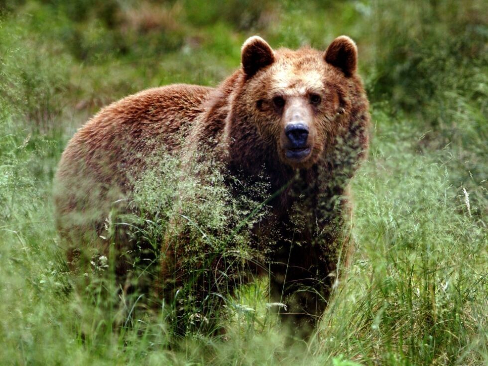 Tiroler Regierung will Bär im Bezirk Landeck "vergrämen"