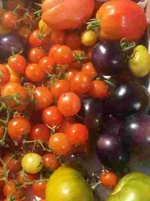 bunte Tomatenernte in meinem Garten
