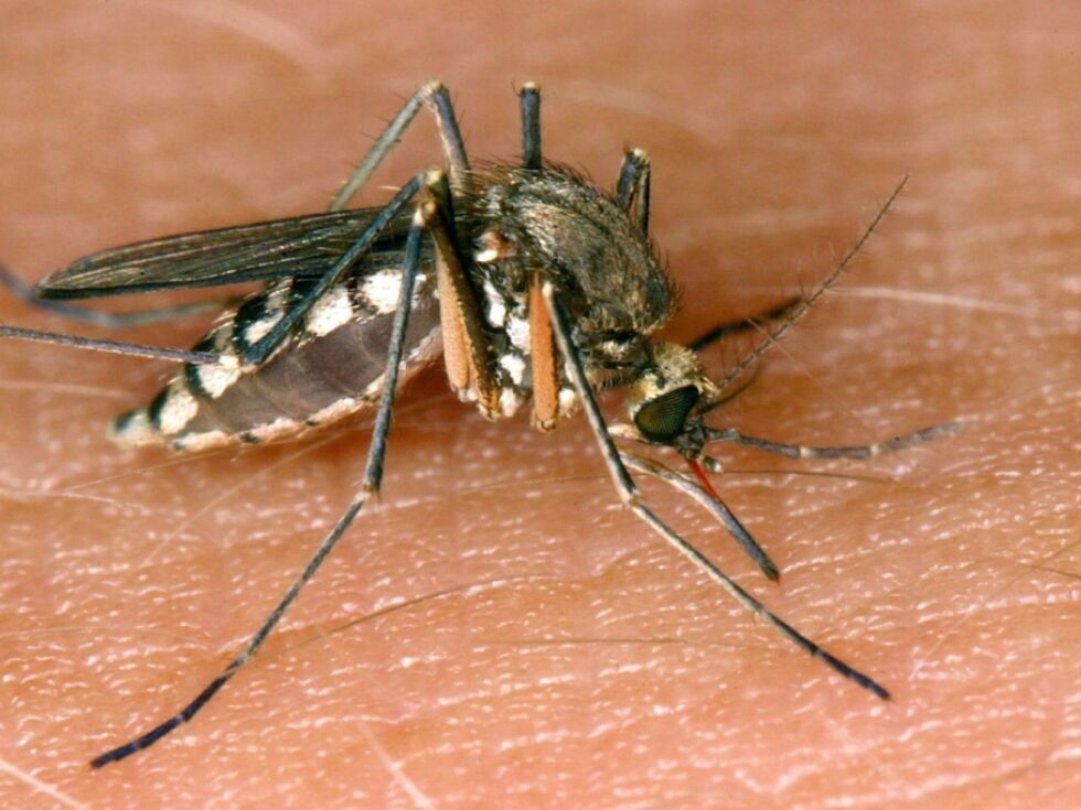 V Italiji tri smrtne žrtve virusa Zahodnega Nila