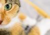 Tote Katzen bei Delogierung einer Frau aus Wohnung in Bischofshofen entdeckt