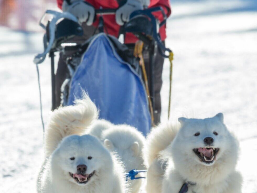 Dunajska upokojenka v priporu zaradi napada na policiste ob odvzemu psa
