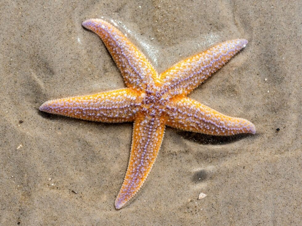 Überraschendes Forschungsergebnis: Meeresbewohner fühlen sich auf Weltkriegsmunition besonders wohl