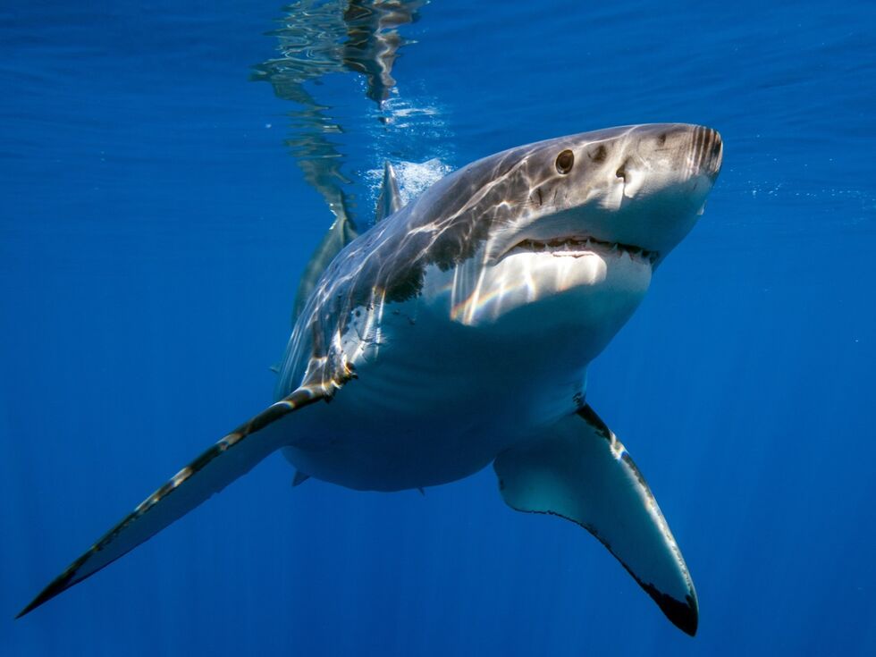 Übersäuerung der Ozeane: Haie könnten ihren Biss verlieren