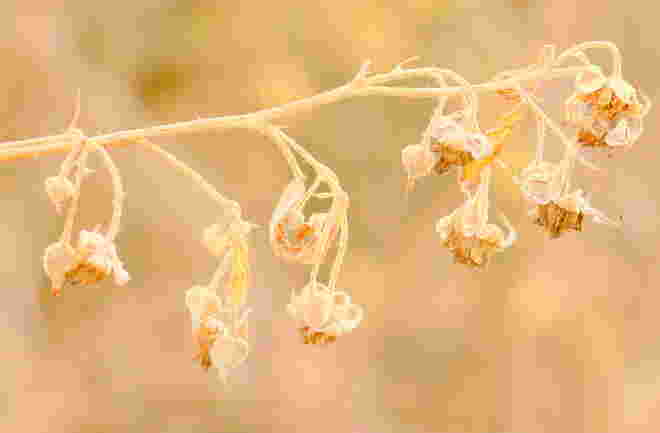 "VORFRÜHLING"