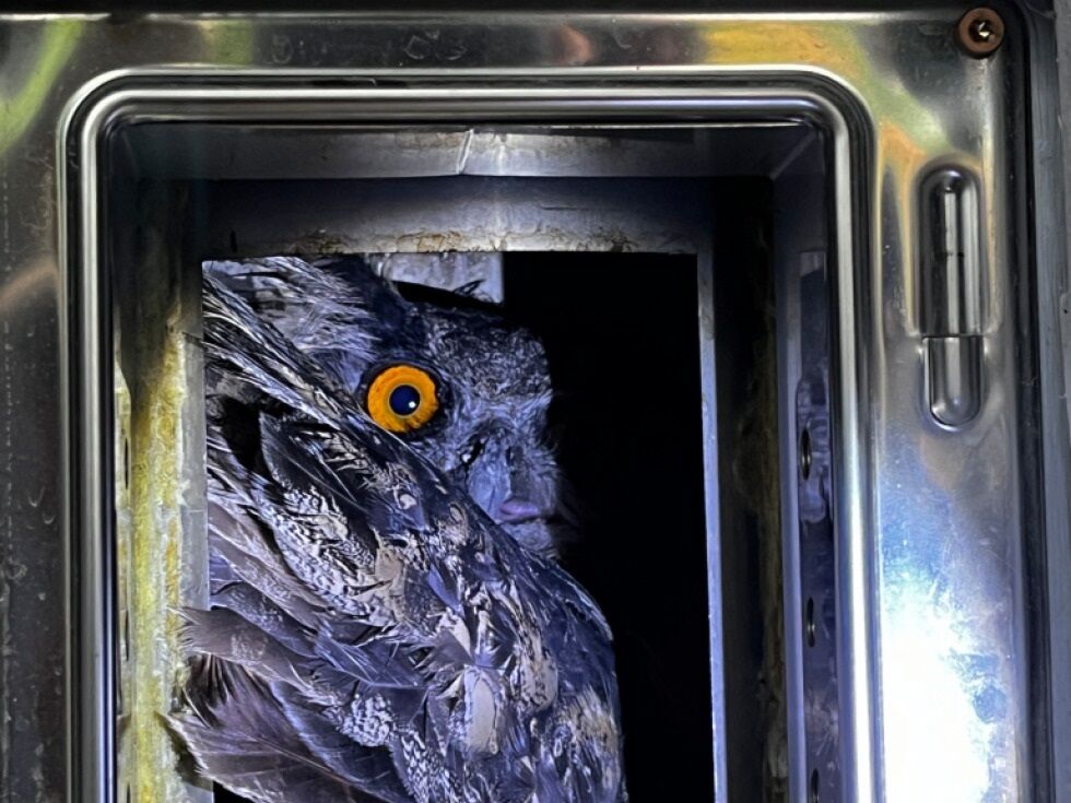 Uhu aus Kamin in Oberösterreich gerettet