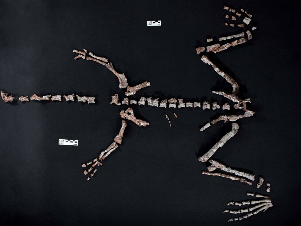 Unbekannte Art: Skelett aus Saurier-Frühzeit in den Anden entdeckt