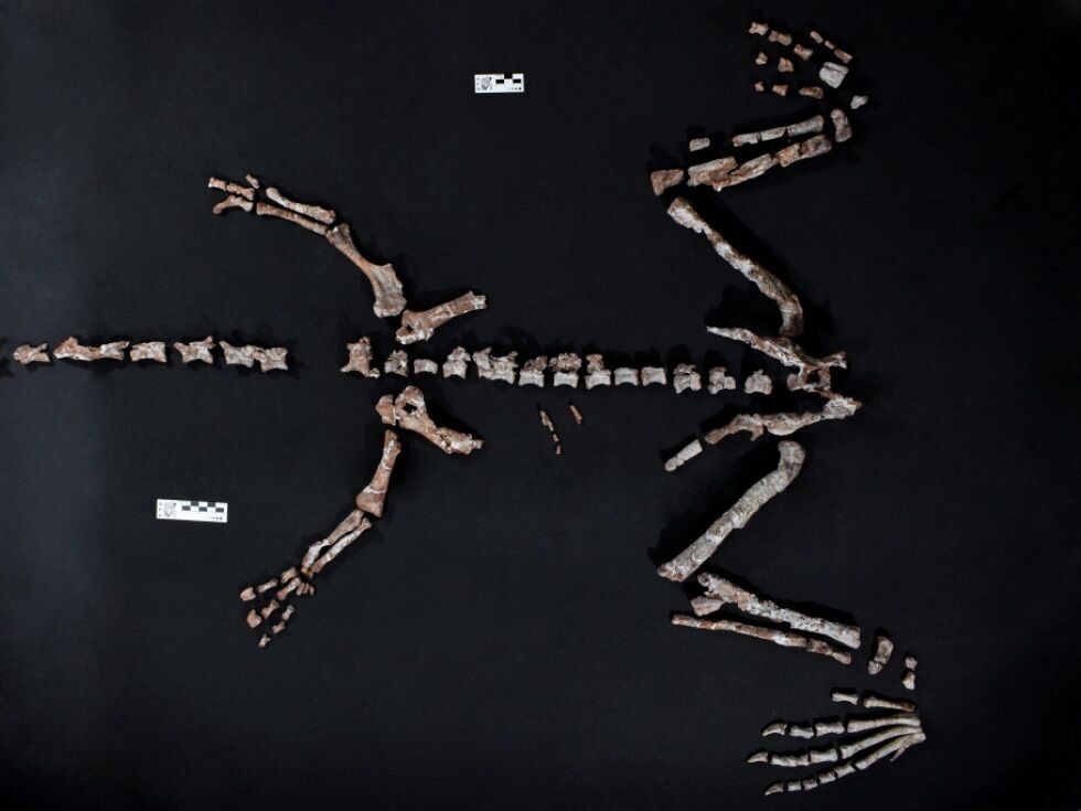 Unbekannte Saurier-Art in den Anden entdeckt