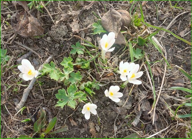 Unterm Nussbaum . . .