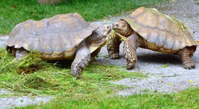 " VERFÜHRUNG MIT DEM GRASHALM"