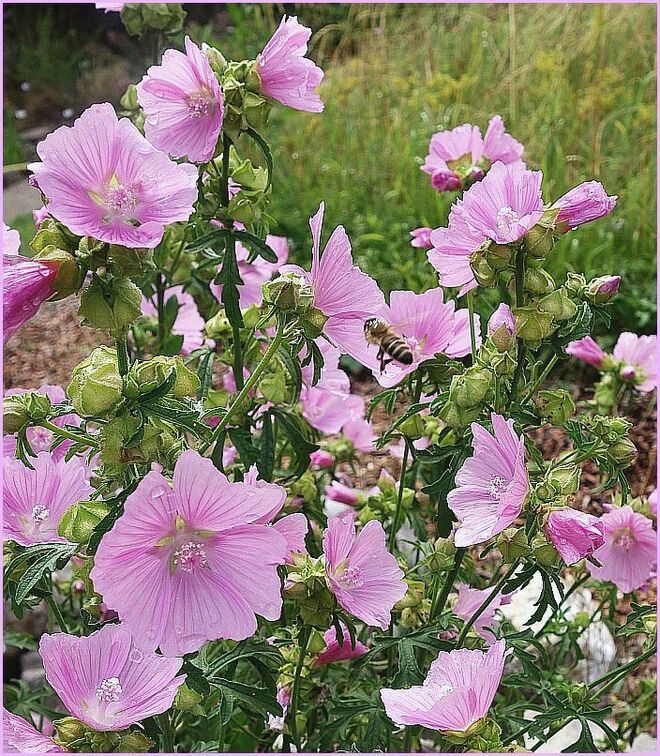 Malvenblüten locken