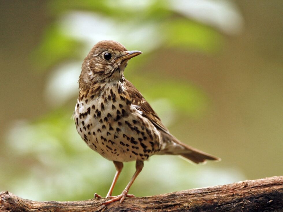 Vögel singen wegen künstlicher Beleuchtung länger