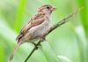 Vogelschwund macht Gezwitscher leise und eintönig