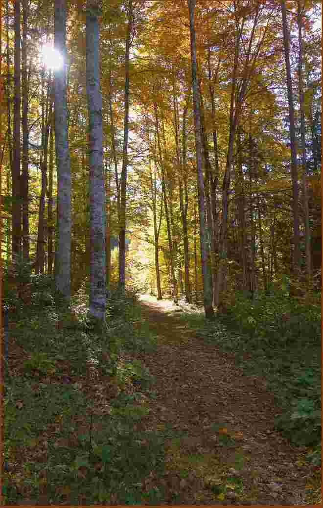 Waldweg unter hohen Buchen