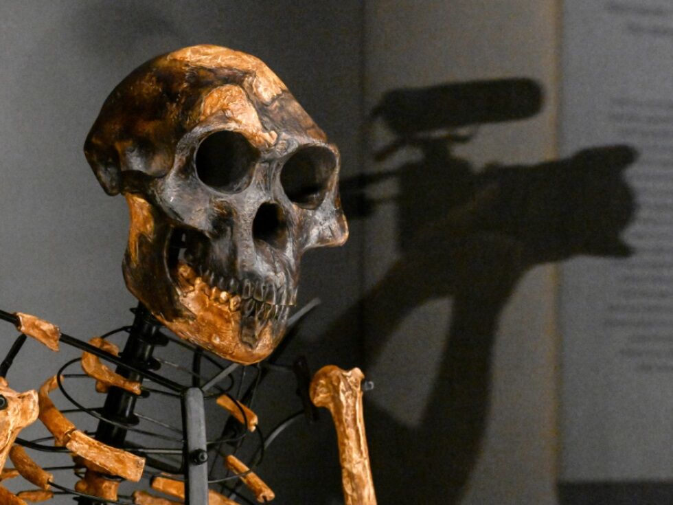 Vormenschen-Skelett "Lucy" erstmals in Europa zu sehen