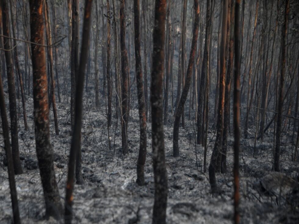 Waldbrände toben im Norden und im Zentrum Portugals