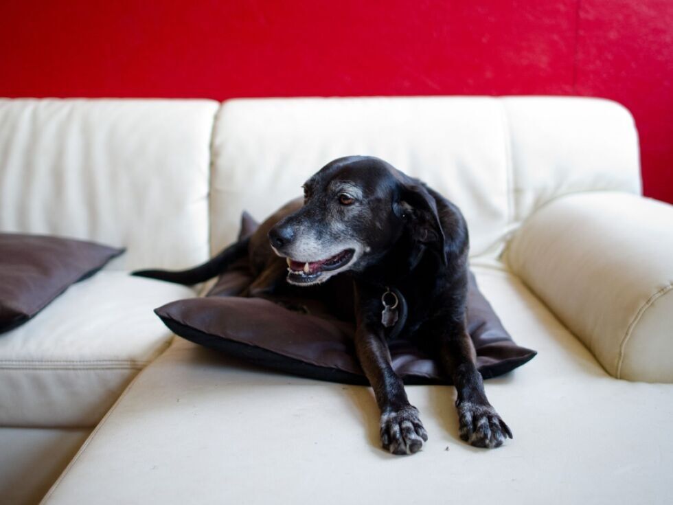 Was Hunde vor dem TV-Bildschirm erleben
