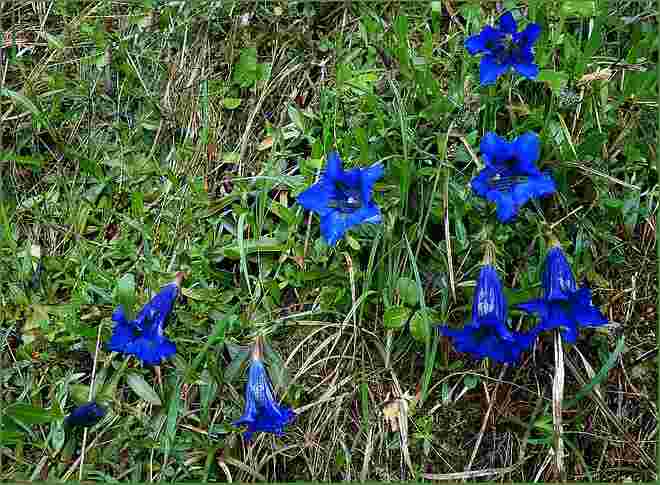 Waschechtes Blau