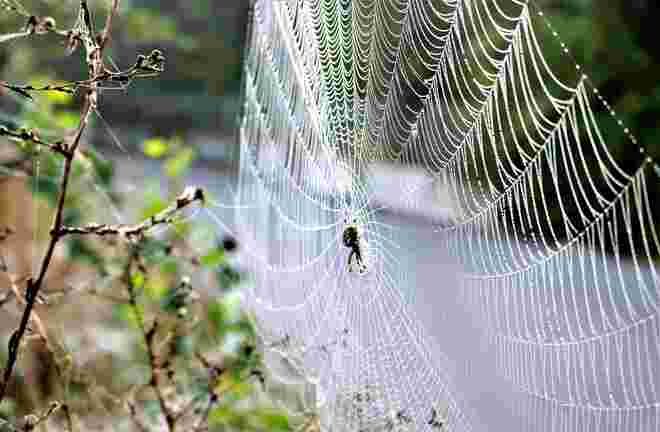 " KLEINE SPINNE---GROSSES NETZ"