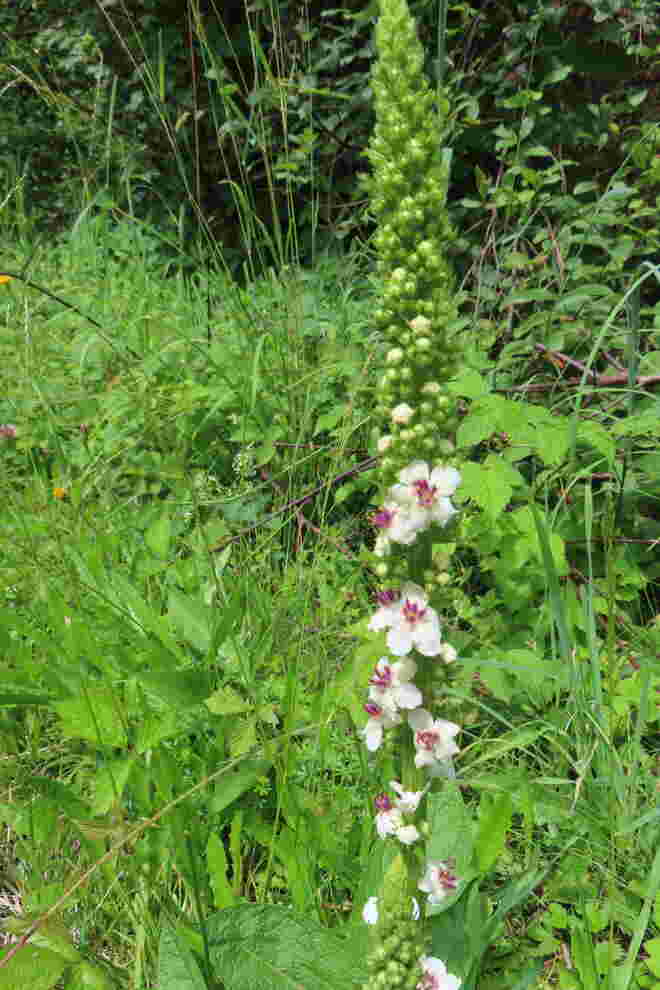 Weißblühende Königskerze