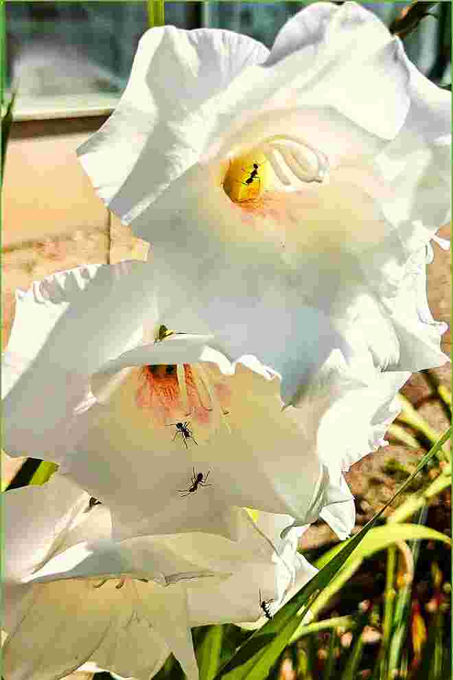 . . . weiße Gladiolenblüten . . . 