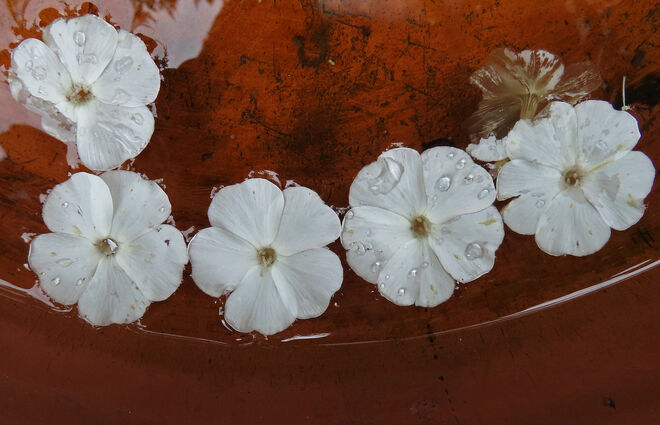 Weiße Phloxblüten im Wasser einer Vogeltränke