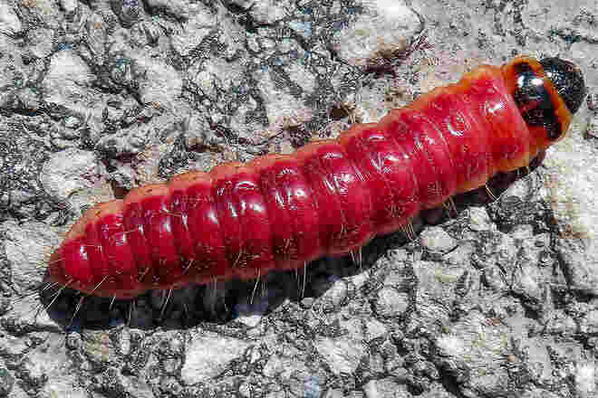 Weidenbohrer Raupe - groß, rot ud gefräßig