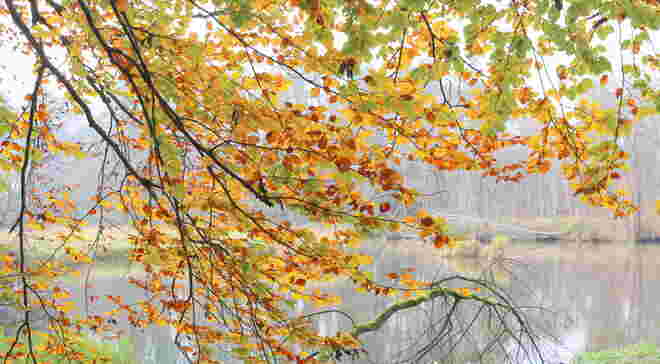 "WEIHER IM HERBSTKLEID"