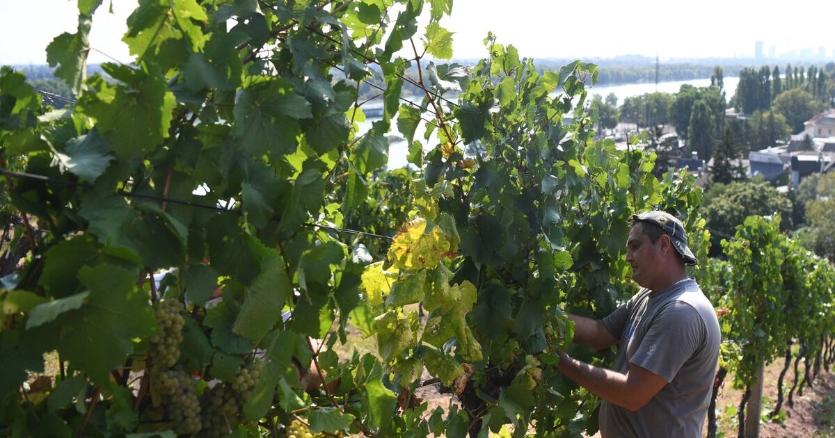 Weinernte startet früher - guter Ertrag erwartet | SN.at