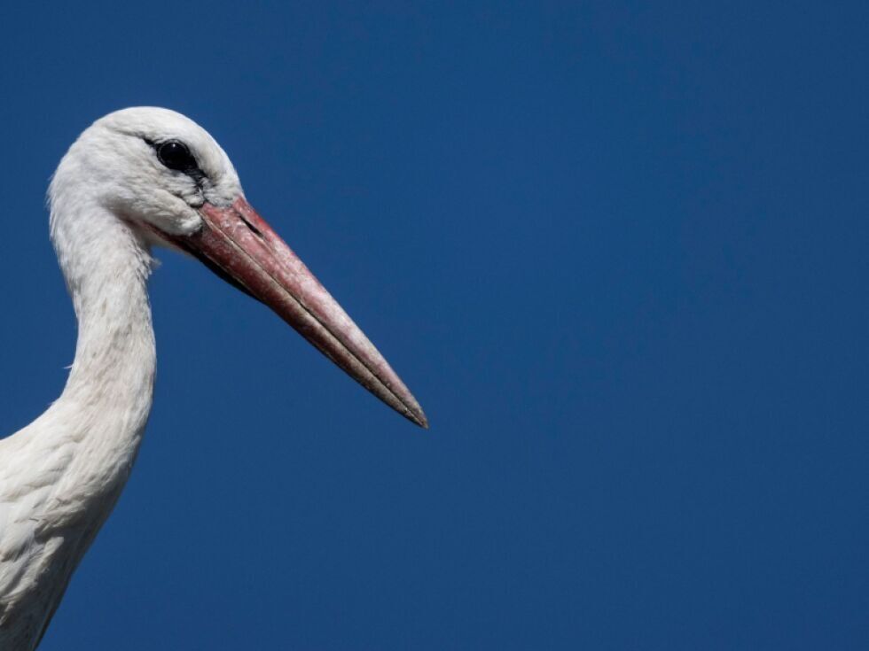 Avstrijske bele štorklje začele dolgo pot v zimska bivališča